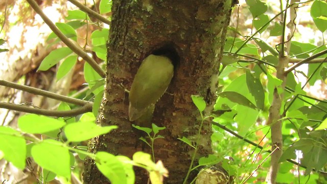 Japanese Woodpecker - ML201072001