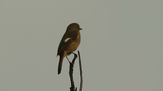 Daurian Redstart - ML201072101