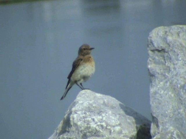 Eastern Black-eared Wheatear - ML201072201