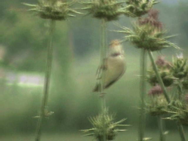 Eastern Olivaceous Warbler - ML201072231
