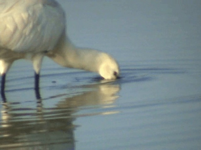 Eurasian Spoonbill - ML201072341