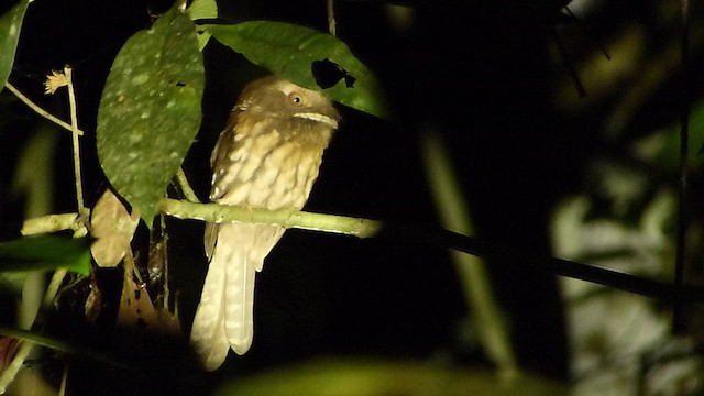 Gould's Frogmouth - ML201072641
