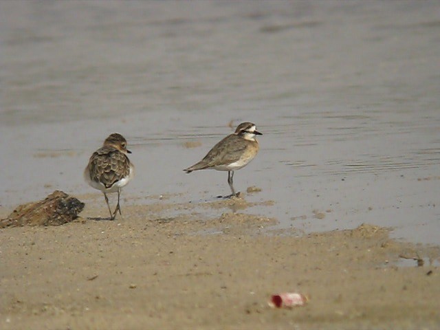 Kittlitz's Plover - ML201072661