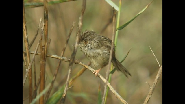 Prinia Grácil - ML201072671