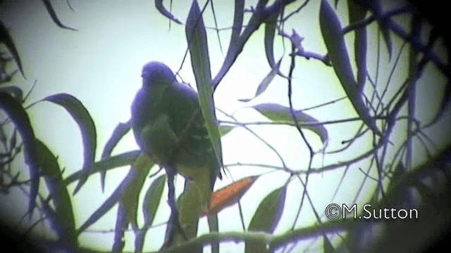 コビトアオバト - ML201072701