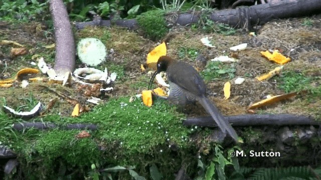 Brown Sicklebill - ML201072711