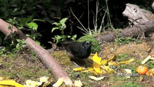 Ribbon-tailed Astrapia - ML201072751