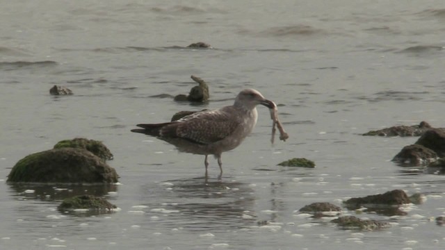 ミナミオオセグロカモメ（dominicanus） - ML201072821