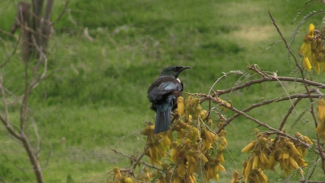 Tui - ML201073031