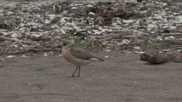 Маорийский зуёк (aquilonius) - ML201073041