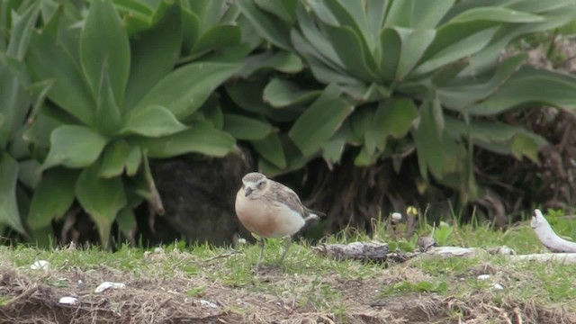 Маорийский зуёк (aquilonius) - ML201073121