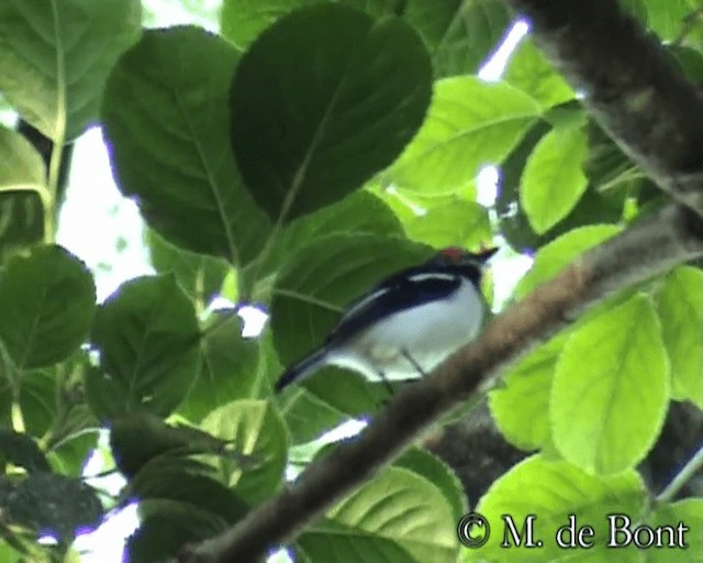 Brown-throated Wattle-eye - ML201073181