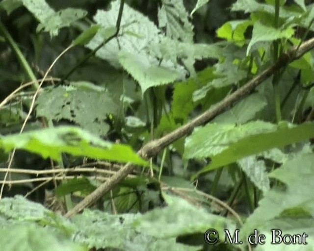 Prinia Gorjiblanca - ML201073211