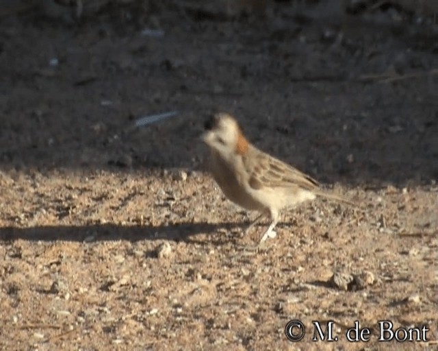 Speckle-fronted Weaver - ML201073241