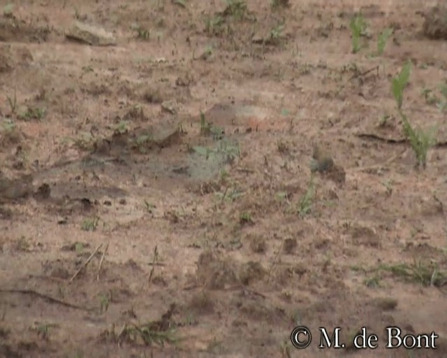 Blue-capped Cordonbleu - ML201073271