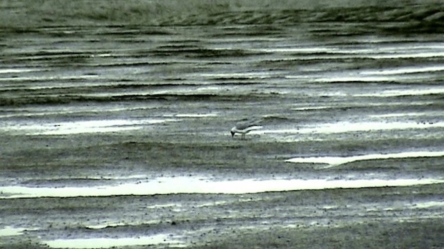 Bonaparte's Gull - ML201073331