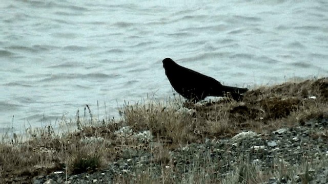 Common Raven - ML201073351