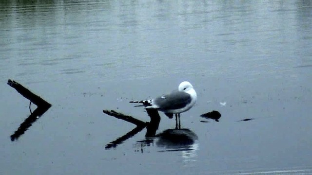 Short-billed Gull - ML201073401