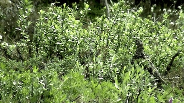 granjerpe (canadensis gr.) - ML201073431