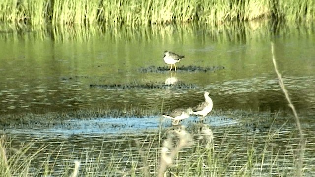 Lesser Yellowlegs - ML201073511