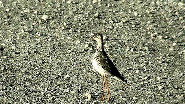 Lesser Yellowlegs - ML201073521