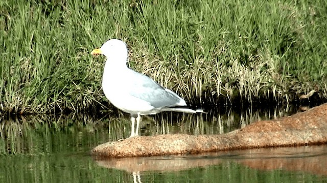 Gaviota Argéntea (americana) - ML201073551