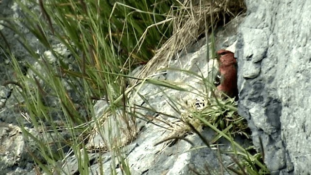 Pine Grosbeak (Pacific Northwest) - ML201073691