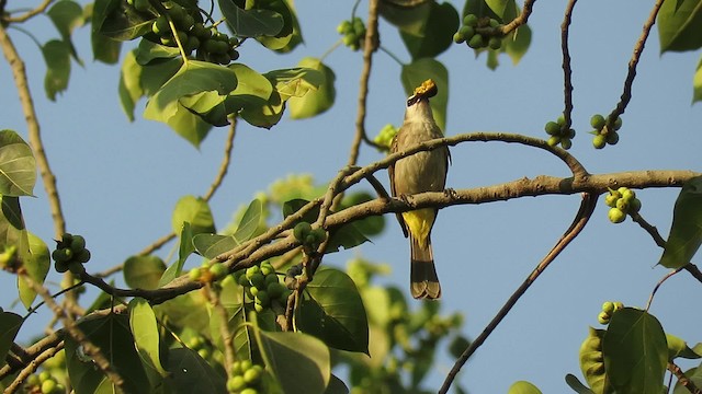 Yellow-vented Bulbul - ML201073791