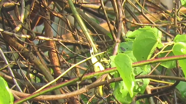 黃腹花蜜鳥 - ML201073841