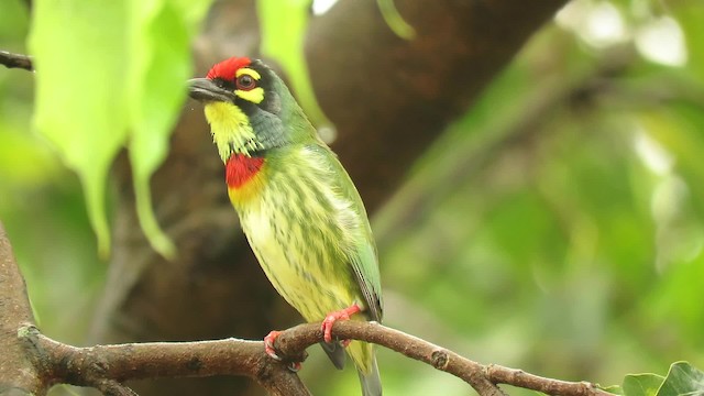 Coppersmith Barbet - ML201073911