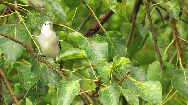 Daurian Starling - ML201073921