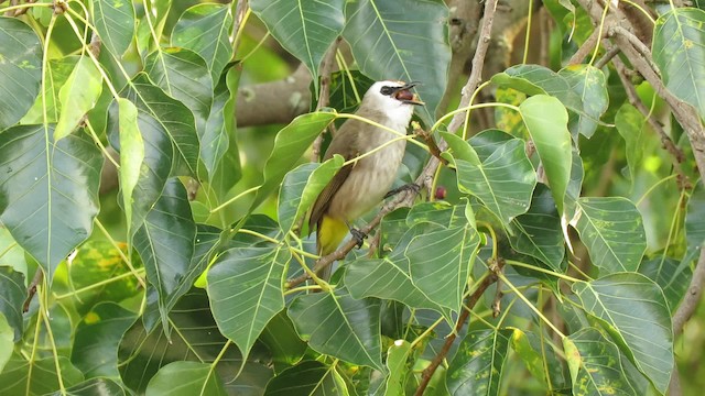 Yellow-vented Bulbul - ML201073931