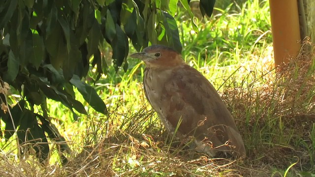 Malayan Night Heron - ML201073951