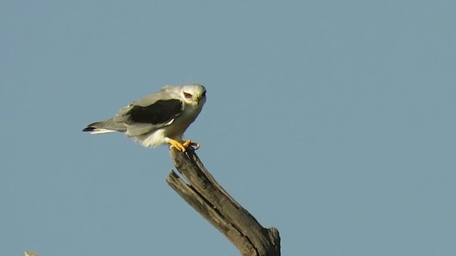 Black-winged Kite - ML201073961