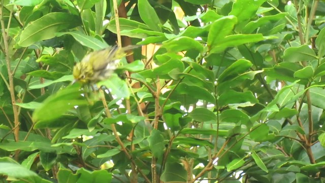 Swinhoe's White-eye - ML201074011