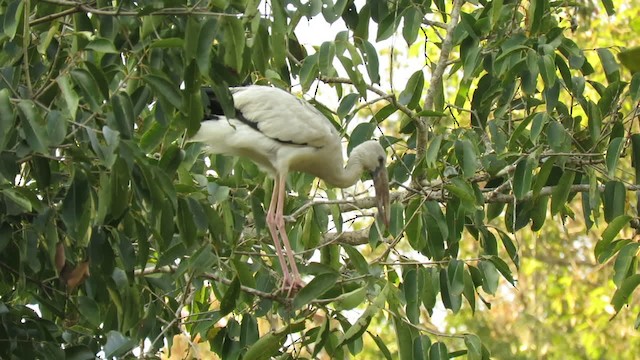 Asian Openbill - ML201074071