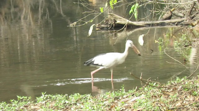 Asian Openbill - ML201074081