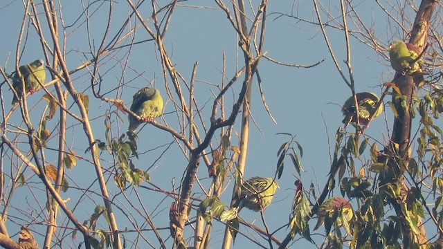 厚嘴綠鳩 - ML201074101