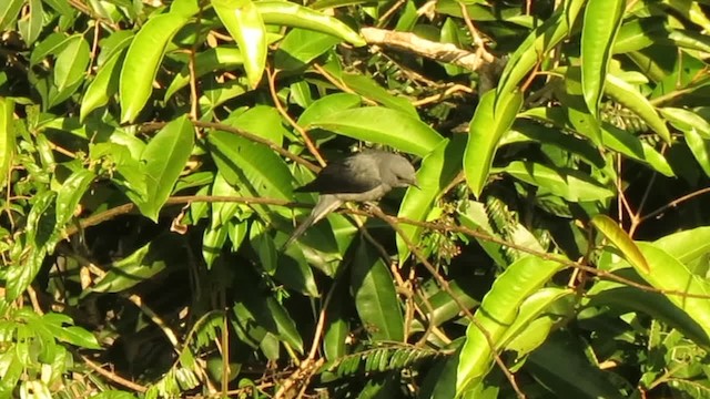 Black-winged Cuckooshrike - ML201074171