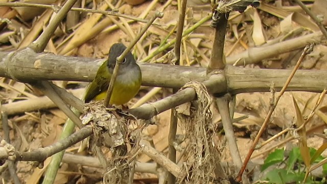 Gray-headed Canary-Flycatcher - ML201074181