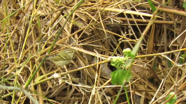 Yellow-browed Warbler - ML201074191