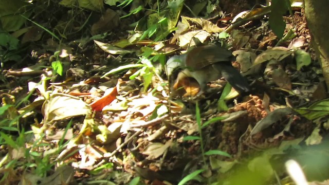 White-crested Laughingthrush - ML201074211