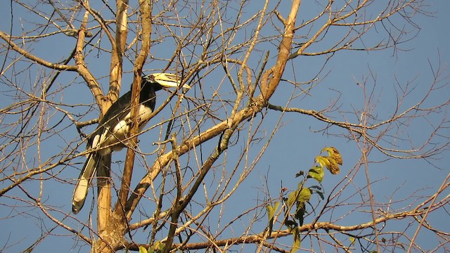 Oriental Pied-Hornbill - ML201074241