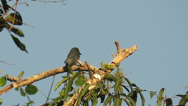 ハイイロオウチュウ（leucophaeus グループ） - ML201074261