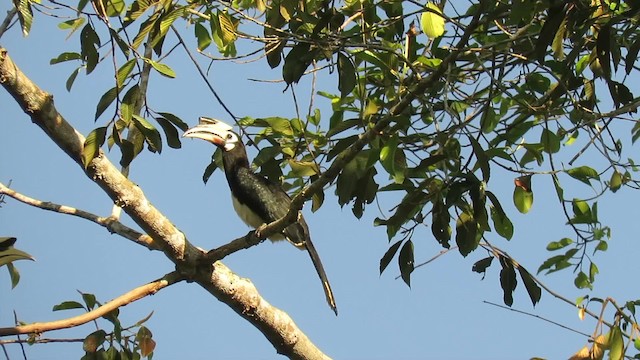 Oriental Pied-Hornbill - ML201074271