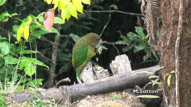 Brehm's Tiger-Parrot - ML201074341