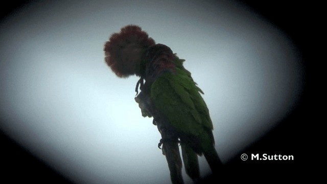 Red-fan Parrot - ML201074391