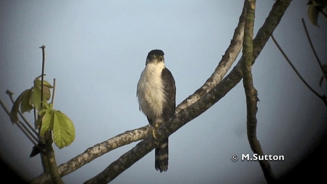 Bicolored Hawk - ML201074411