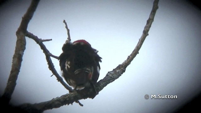 Black-girdled Barbet - ML201074431