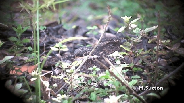 Blackish Nightjar - ML201074441